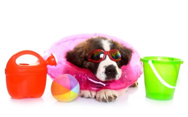 Yavru Saint Bernard beyaz arkaplanın önünde