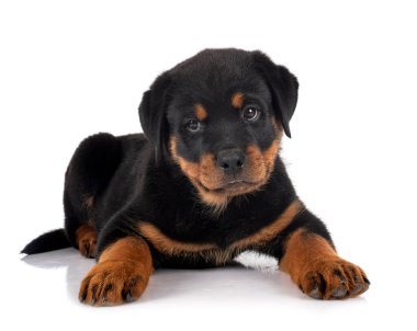 Beyaz arkaplan önünde köpek yavrusu rottweiler