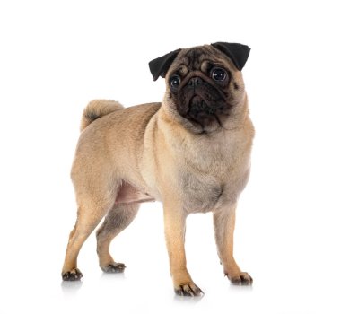 Beyaz arka plan önünde genç boksör