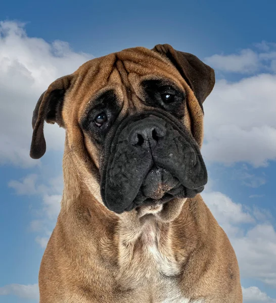 Jovem Bullmastiff Frente Fundo Céu Azul — Fotografia de Stock