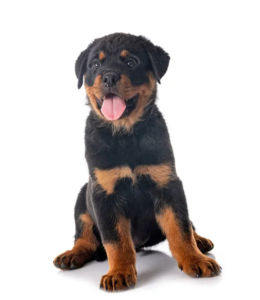 Cachorro Rottweiler Frente Fundo Branco — Fotografia de Stock