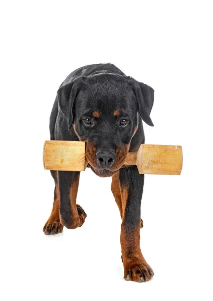 Cachorro Rottweiler Frente Fundo Branco — Fotografia de Stock