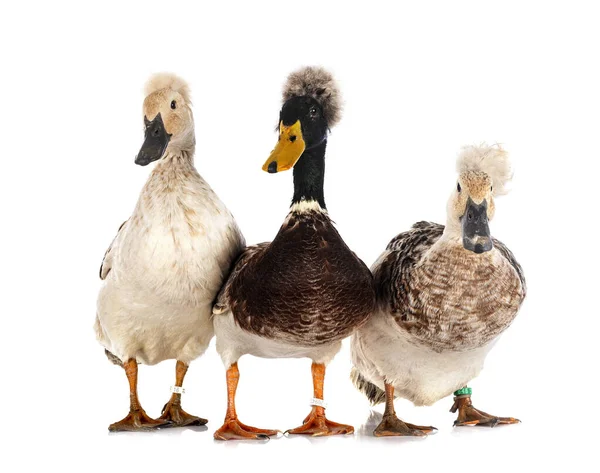 Crested Ducks Breeds Front White Background — Stock Photo, Image