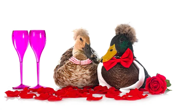 Cresta Pato Día San Valentín Delante Fondo Blanco — Foto de Stock