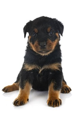Beyaz arkaplan önünde köpek yavrusu rottweiler