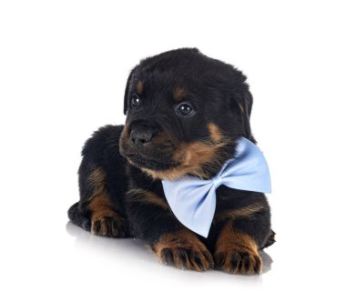 Beyaz arkaplan önünde köpek yavrusu rottweiler