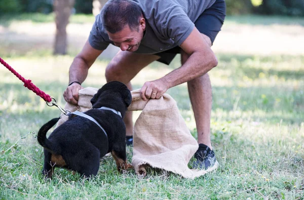 Kiskutya Rottweiler Képzés Természetben Nyáron — Stock Fotó