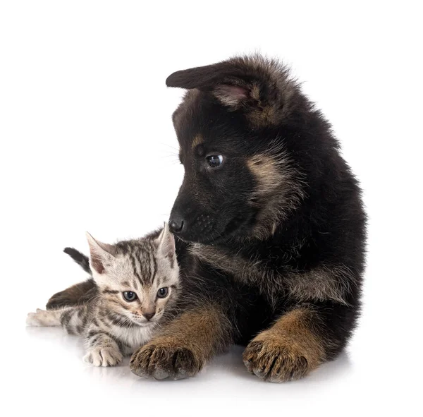 Puppy Duits Herder Kitten Voorkant Van Witte Achtergrond — Stockfoto