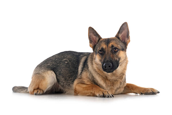 gray german shepherd in front of white background