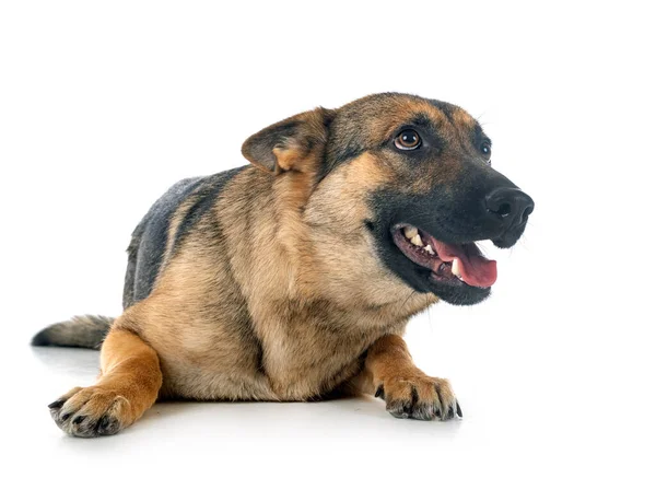 Gray German Shepherd Front White Background — Stock Photo, Image