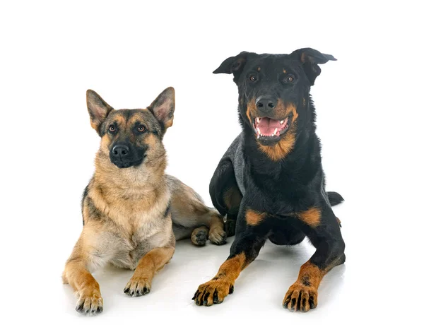 Berger Allemand Gris Beauceron Devant Fond Blanc — Photo