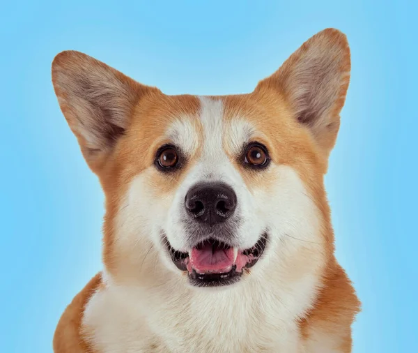 Pembroke Welsh Corgi Front Blue Background — Zdjęcie stockowe