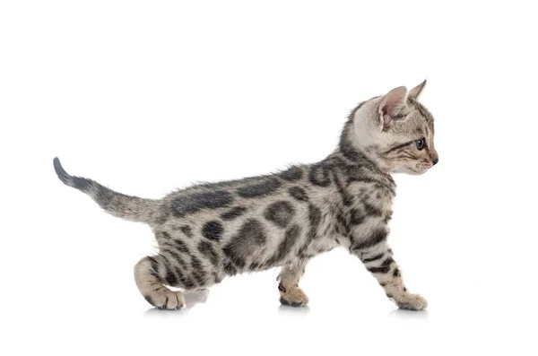 Bengal Cat Front White Background — Stock Photo, Image