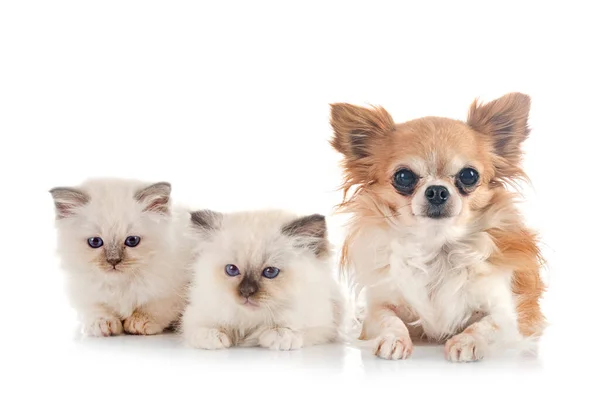 Birman Gatito Chihuahua Frente Fondo Blanco — Foto de Stock