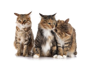 Beyaz arkaplan önünde genç Kurilian Kısakuyrukları