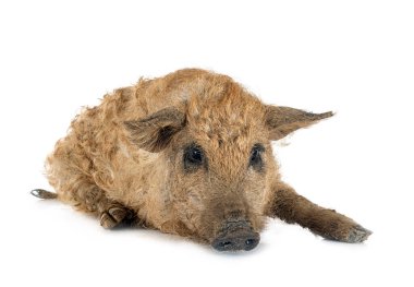 Beyaz arkaplan önünde genç Mangalica