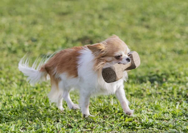 Little Chihuahua Training Obedience Competition Nature — Stock Photo, Image