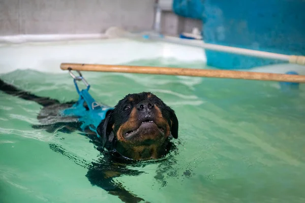 Jovem Rottweiler Nadando Uma Piscina Frente Fundo Branco — Fotografia de Stock