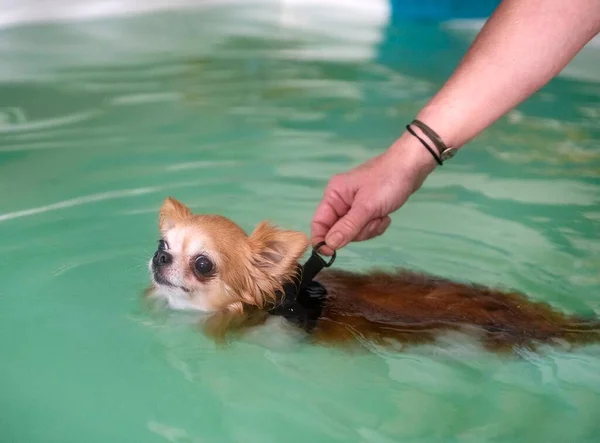 Little Chihuahua Swimming Swimming Pool — Zdjęcie stockowe