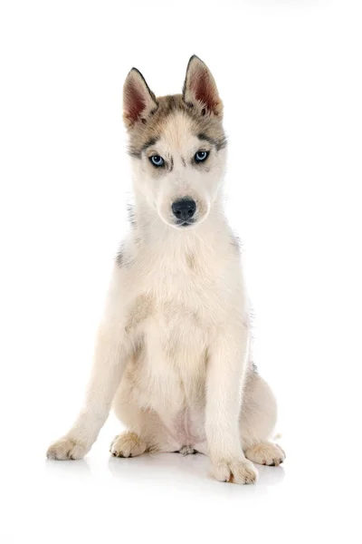 Cachorro Siberiano Husky Frente Fondo Blanco — Foto de Stock