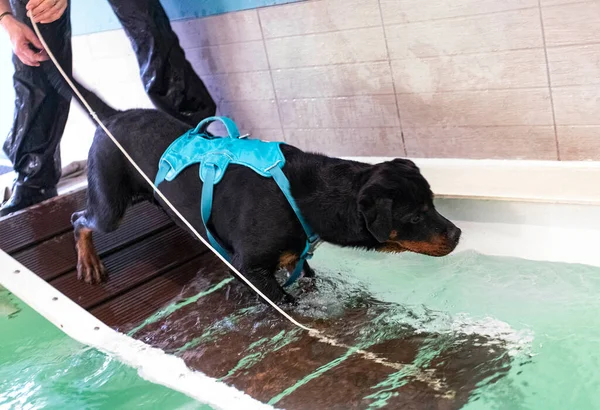 Purebred Rottweiler Swimming Swimming Pool — стоковое фото