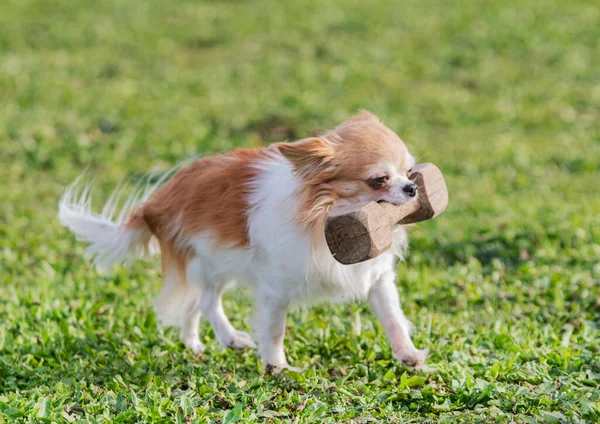 Malý Chihuahua Školení Pro Poslušnost Soutěže Přírodě — Stock fotografie