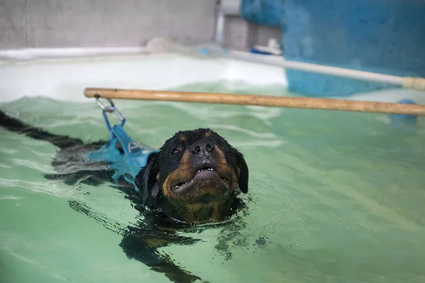 Fiatal Rottweiler Úszás Egy Medence Előtt Fehér Háttér — Stock Fotó