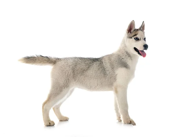 Cachorro Siberiano Husky Frente Fundo Branco — Fotografia de Stock