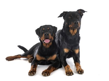 Beyaz arka planda Beauce ve Rottweiler 'dan çoban köpeği
