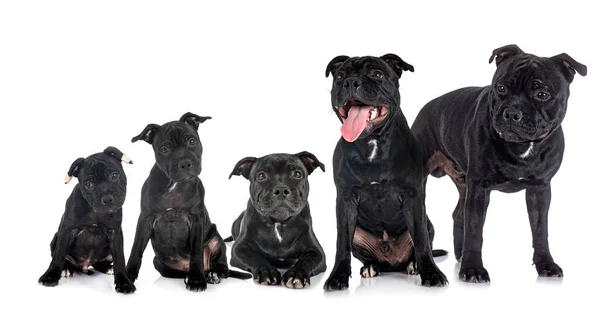 Growth Staffordshire Bull Terrier Front White Background — Fotografia de Stock