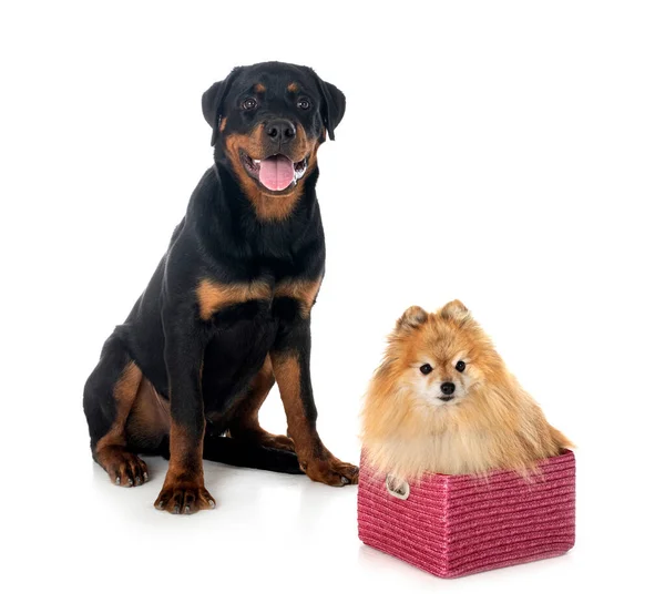 Young Pomeranian Rottweiler Front White Background — Stock Photo, Image