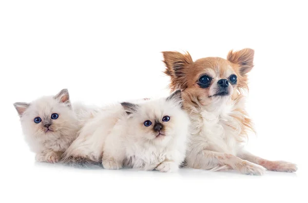 Birman Gattino Chihuahua Davanti Sfondo Bianco — Foto Stock