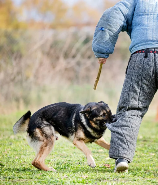 Gray German Shepherd Training Nature Summer — Stok Foto