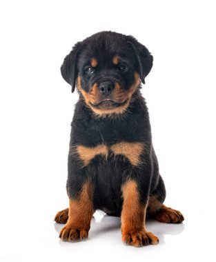 Beyaz arkaplan önünde köpek yavrusu rottweiler