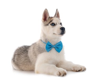 köpek yavrusu Sibirya husky beyaz arka plan önünde