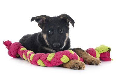 Beyaz arka planda köpek yavrusu Alman çoban köpeği.