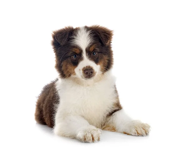 Miniatur American Shepherd Vor Weißem Hintergrund — Stockfoto