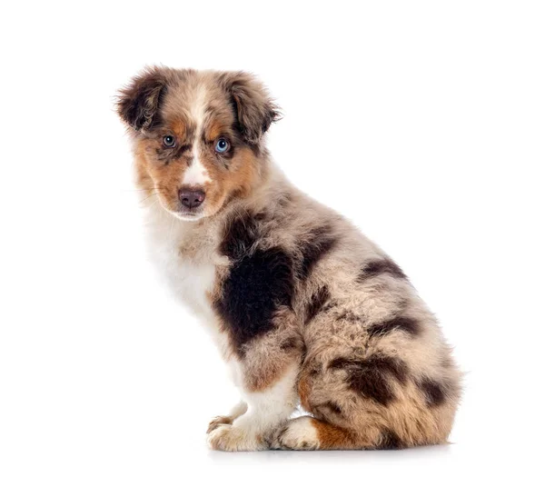 Miniature American Shepherd Front White Background — Stock Photo, Image