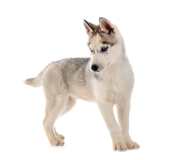 Cachorro Siberiano Husky Frente Fundo Branco — Fotografia de Stock