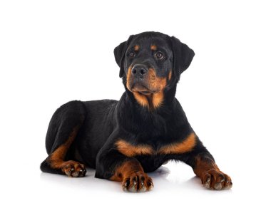 Beyaz arkaplan önünde köpek yavrusu rottweiler