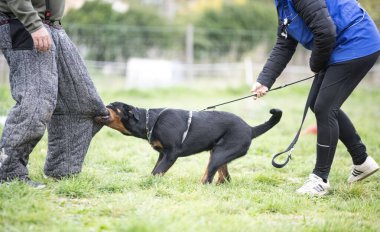 Genç köpek yavrusu Rottweiler doğada eğitim görüyor. 
