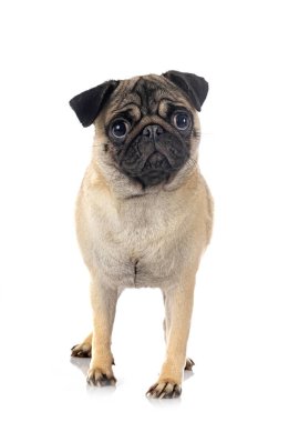 Beyaz arka plan önünde genç boksör