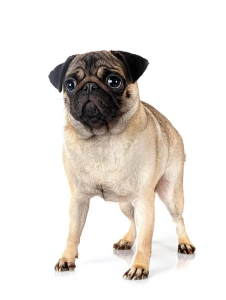 Pug Jovem Frente Fundo Branco — Fotografia de Stock