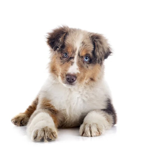 Miniatuur Amerikaanse Herder Voorkant Van Witte Achtergrond — Stockfoto