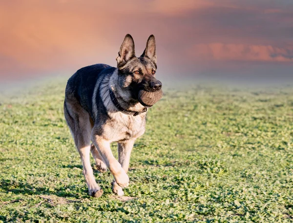 Grå Tysk Herde Utbildning Naturen Sommaren — Stockfoto