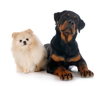 Genç Pomeranian ve Rottweiler beyaz arkaplanın önünde