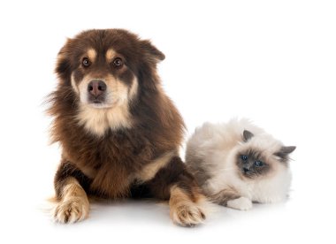 Finnish Lapphund and birman cat in front of white background