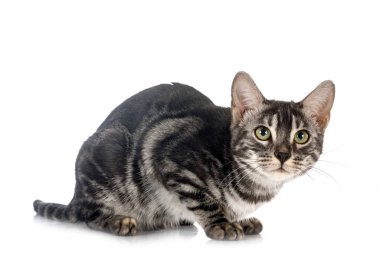 Bengal kedi ailesi beyaz arka planda