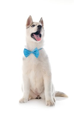 köpek yavrusu Sibirya husky beyaz arka plan önünde