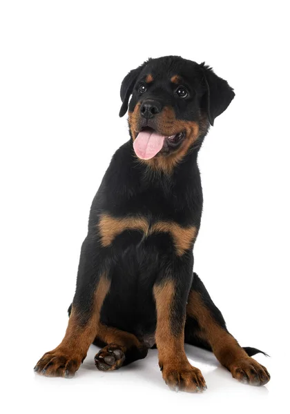 Cachorro Rottweiler Frente Fondo Blanco —  Fotos de Stock